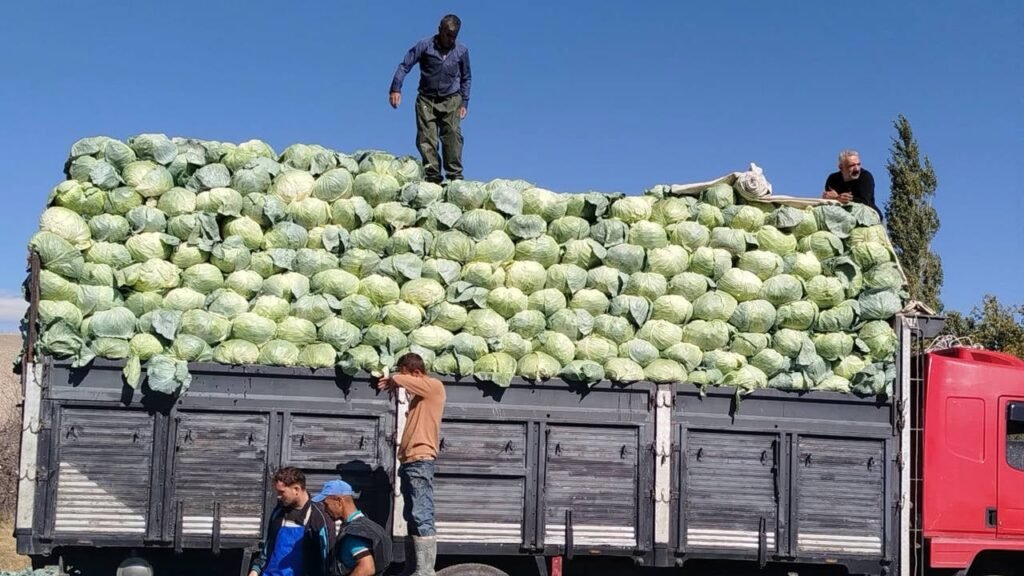Niğde'de Lahana Üreticisi Maliyet Artışına Rağmen Zarar Etti
