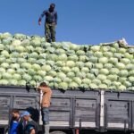 Niğde'de Lahana Üreticisi Maliyet Artışına Rağmen Zarar Etti