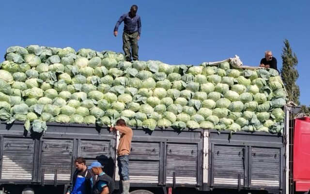 Niğde'de Lahana Üreticisi Maliyet Artışına Rağmen Zarar Etti